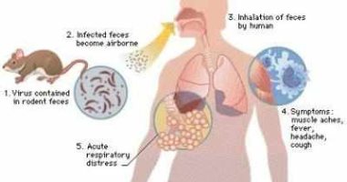 الفئران وسيلة انتقال فيروس هانتا الجديد بالصين