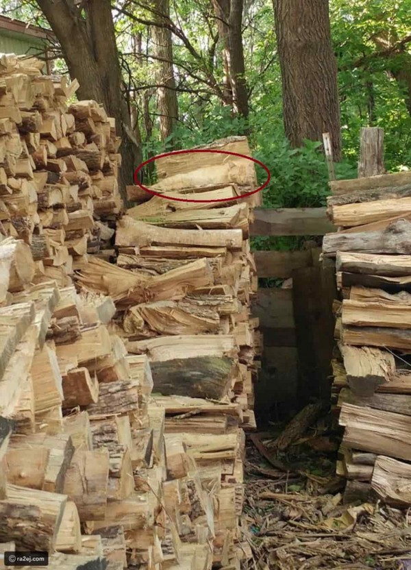 ابحث عن القط في الصورة