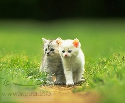 صورة ذات صلة