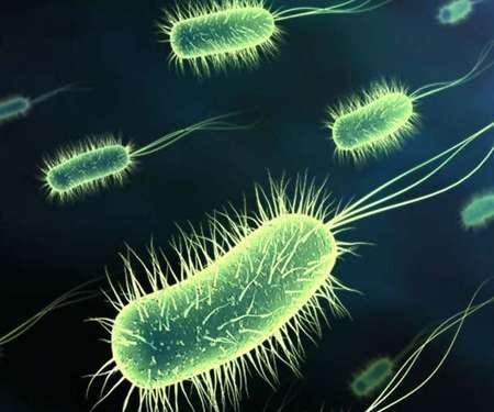 جواب لغز ما هى كائنات دقيقة احادية الخلية مكونة من سبع حروف ؟