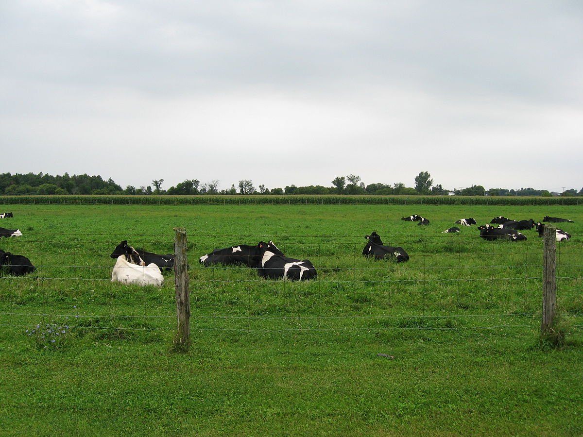 اكبر مساحة من المراعي المعتدلة تنتشر في قارتي