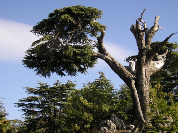 كم يبلغ عدد المحميات في لبنان