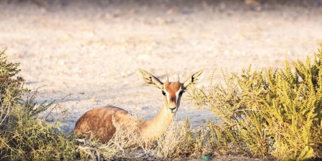 كم عدد المحميات في الامارات