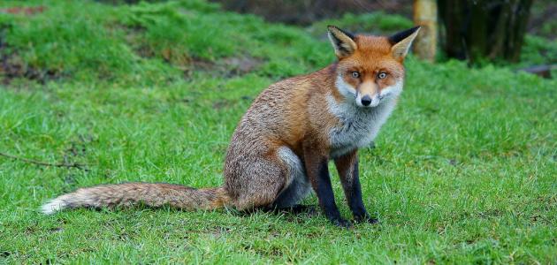 من هي ام عويل؟