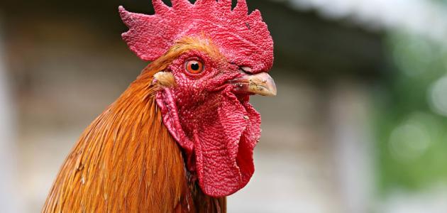 ماذا يسمى صوت الديك