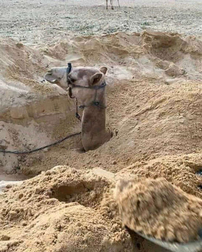لماذا يدفن الجمل أو الناقه تحت التراب مع إبقاء رأسها في الأعلى