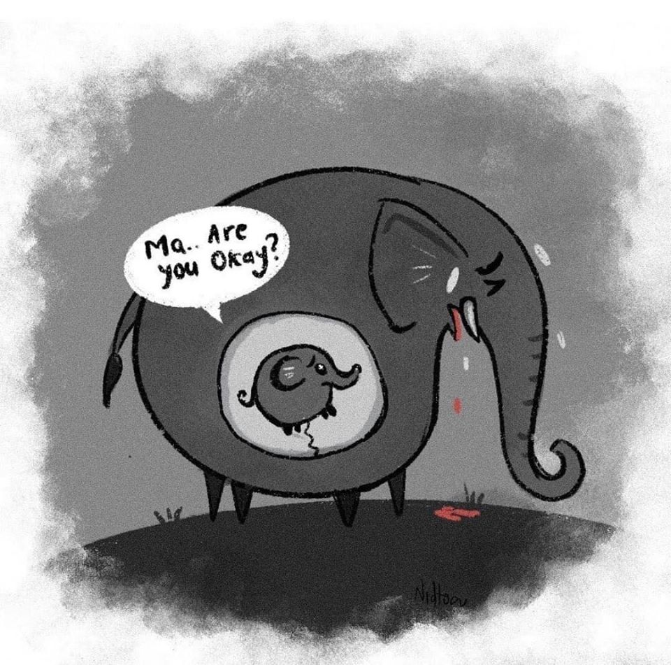 قصة موت أنثى الفيل الحامل وحرقها في النهر