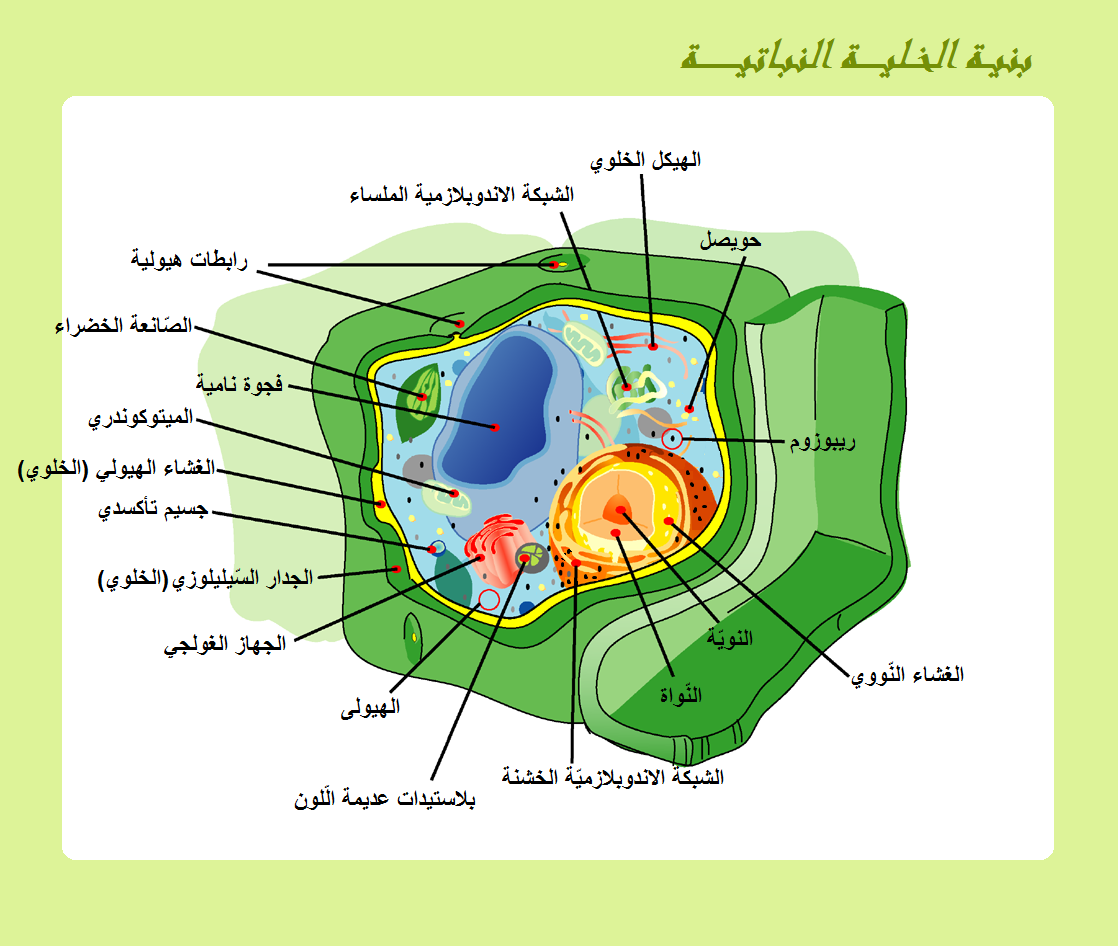 اصغر تركيب في المخلوق الحي