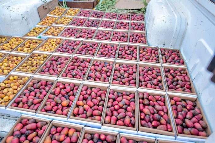 معلومات عن مهرجان بريدة للتمور 1442