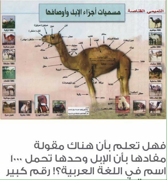 من اسماء الابل