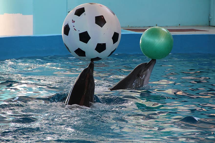 أي مما يلي سلوك مكتسب