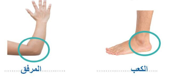 أحدد موضع المرفق والكعب بوضع دائرة حوله وأكتب اسمه تحت الصورة