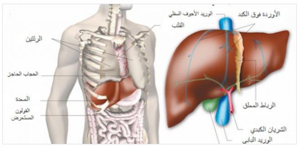 مكان الكبد في الجسم بالصور