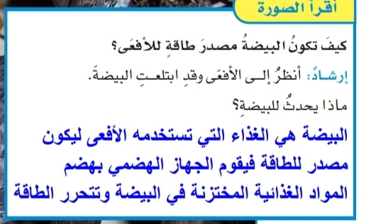 كيف تكون البيضه مصدر طاقه للافاعي