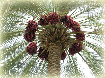 الشجرة الطيبة هي – سؤال وجواب