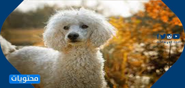 أفضل كلب صغير - القلطي