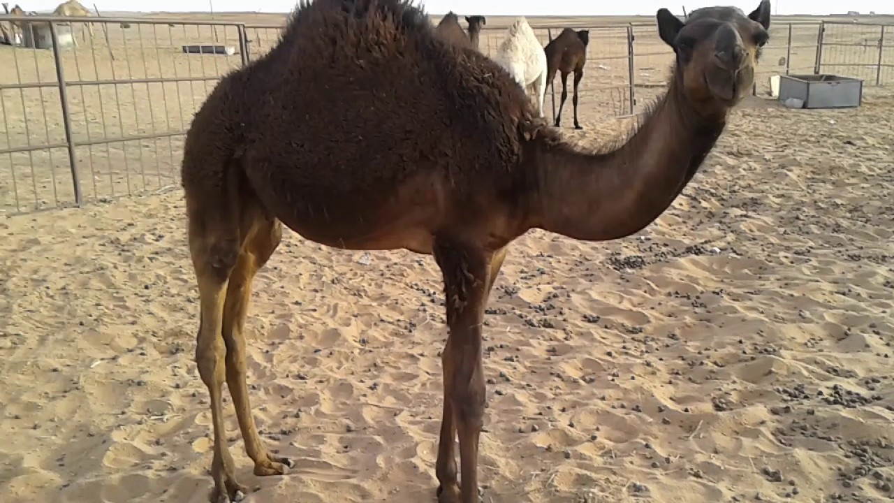 رقم هاتف حاشي للبيع 0509603502 - يوتيوب