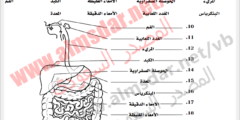 خدم المفردات التالية لكتابة أسماء أجزاء الجهاز الهضمي على الشكل أدناه.