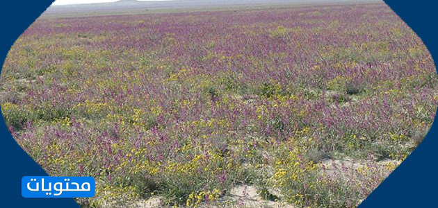أكبر محمية طبيعية في الكويت