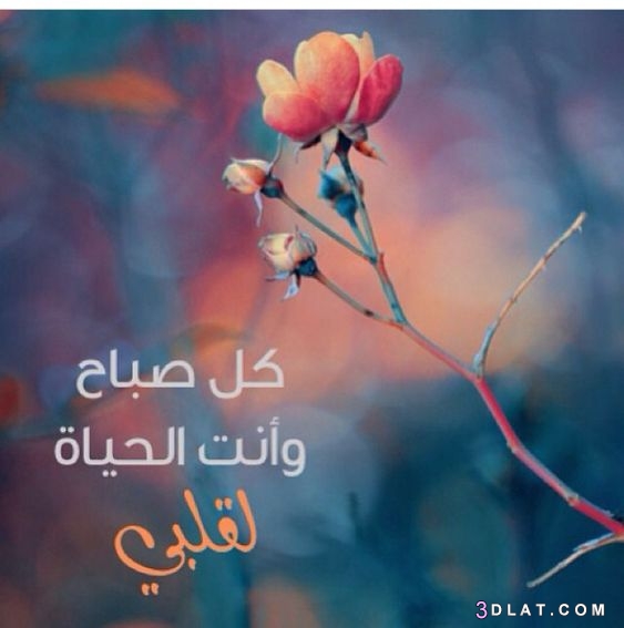 أجمل صور عيد الحب 2021 صور حب 2021