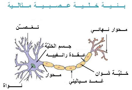 تفصل مسافة صغيرة كل خلية عصبية عن أخرى ، وهذا ما يسمى استجابة كاملة