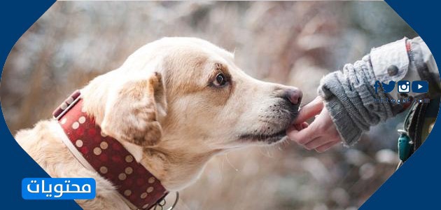 صور رعاية الحيوان