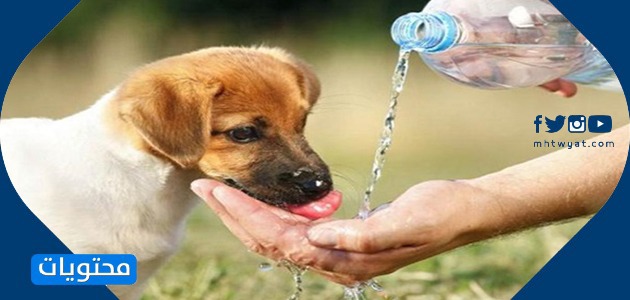 صور رعاية الحيوان