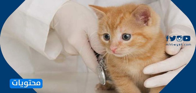 صور رعاية الحيوان