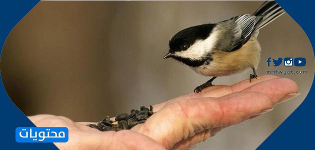 صور رعاية الحيوان