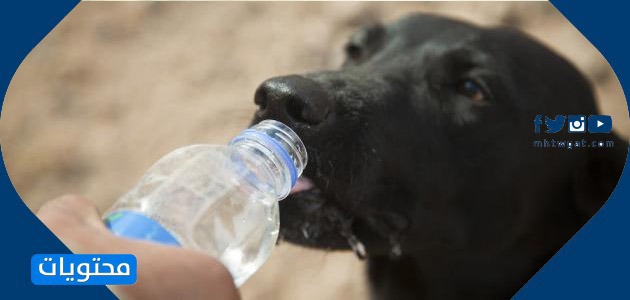 صور رعاية الحيوان