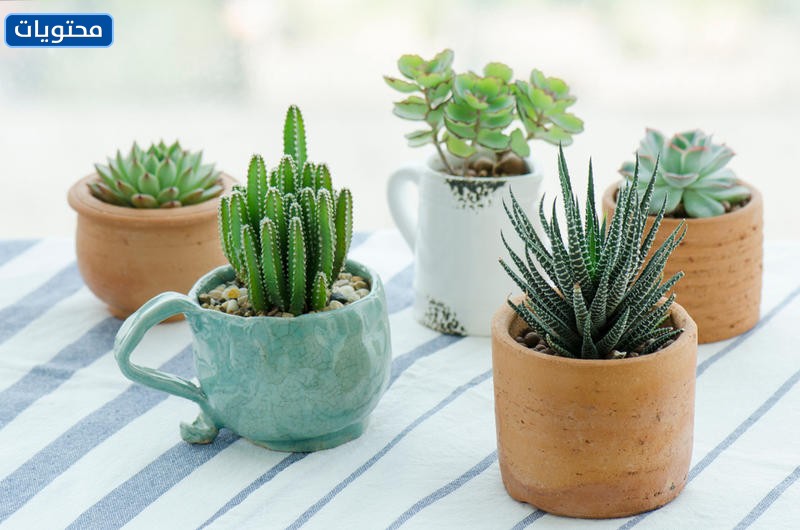 أفكار هدايا العيد