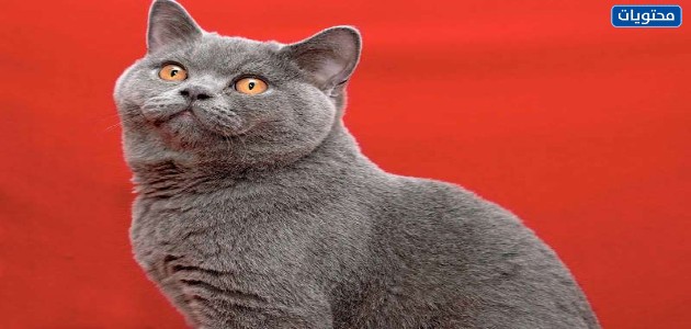 القطط البريطانية قصيرة الشعر