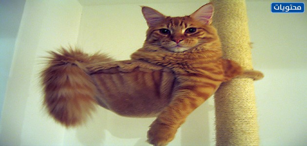 قطط مين مخروط