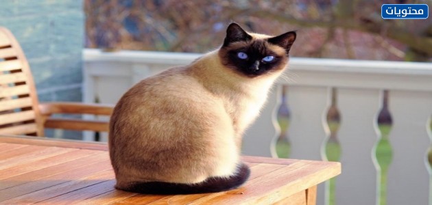 القطط السيامية