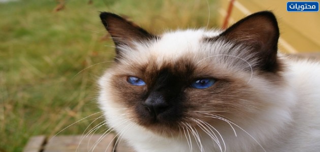 القطط البورمية
