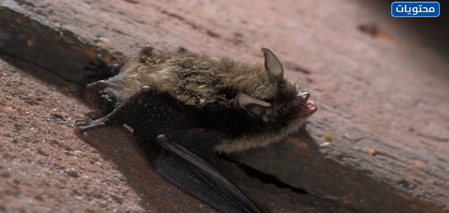 حيوان خفاش السند