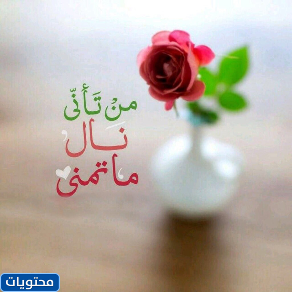 صور زهرة 2021