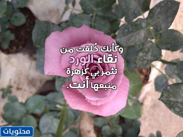 صور زهرة 2021