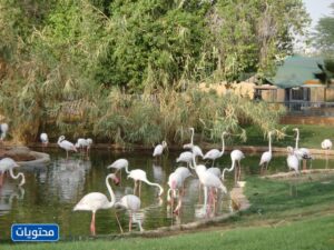 حديقة حيوانات الرياض