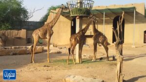 صور حديقة حيوانات الرياض