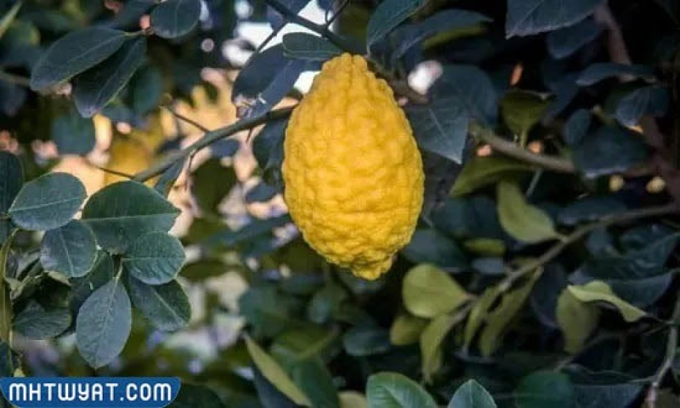 أفالون ليمون