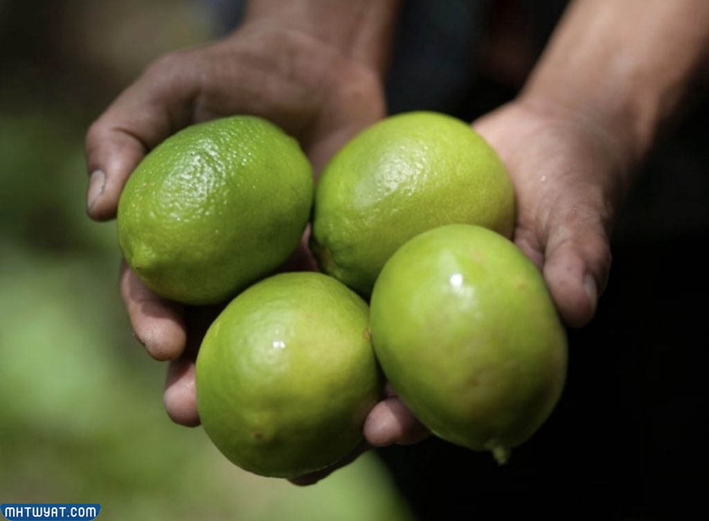 دورشابو الليمون