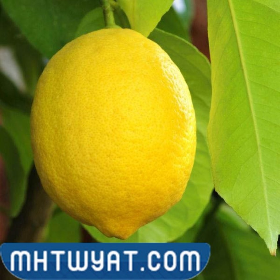 ليمون فيمينيلو سانتا تيريزا فيمينيلو سانت.  تيريزا ليمون