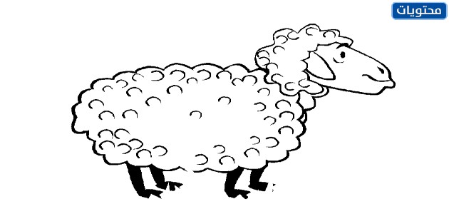 صور مرسومة ومنوعة لخروف العيد 