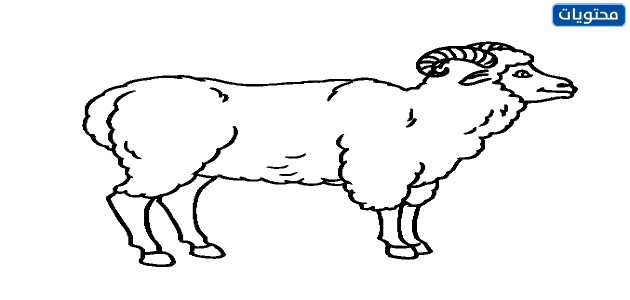 صور مرسومة ومنوعة لخروف العيد 