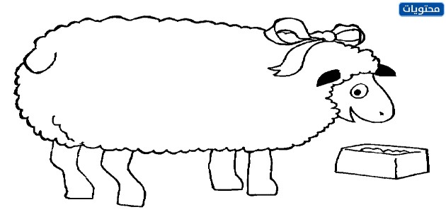 صور مرسومة ومنوعة لخروف العيد 