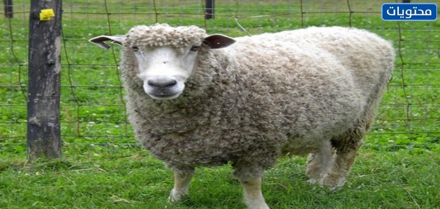 صور خرفان حقيقية