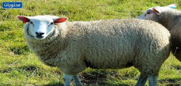 صور خرفان حقيقية