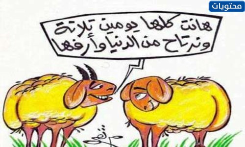 صور خروف العيد مضحكة