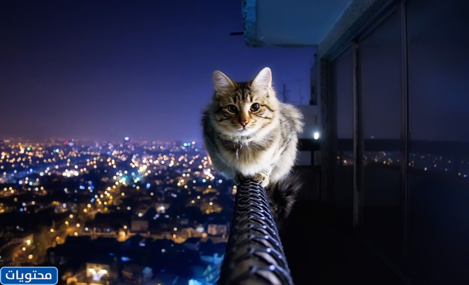 صور خلفيات جديدة 2022